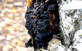 chaga