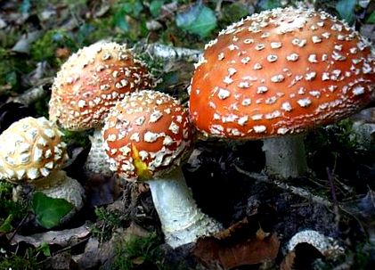 Amanita muscaria