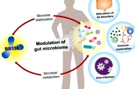 bifidobacterium