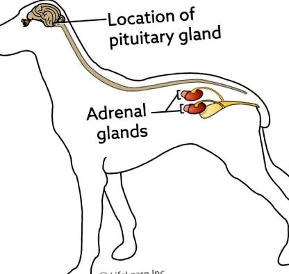 calcinosis