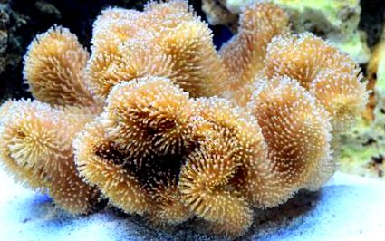 меки корали