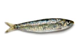 sardinei