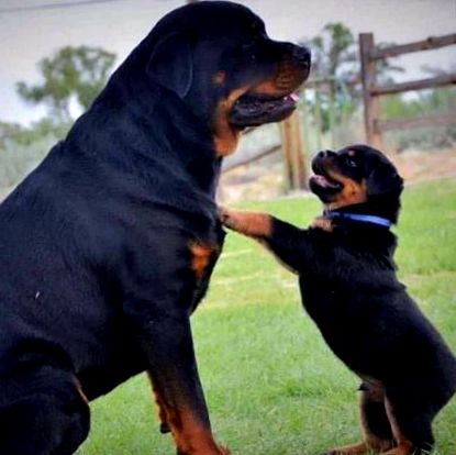 rottweiler