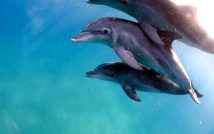 делфин Lagenorhynchus