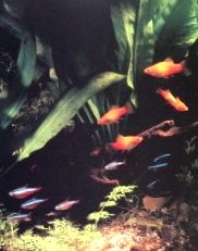 акваріумні рибки
