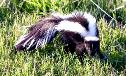 skunks