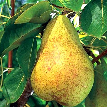 pear