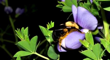 Жизнен цикъл на Bumble Bee