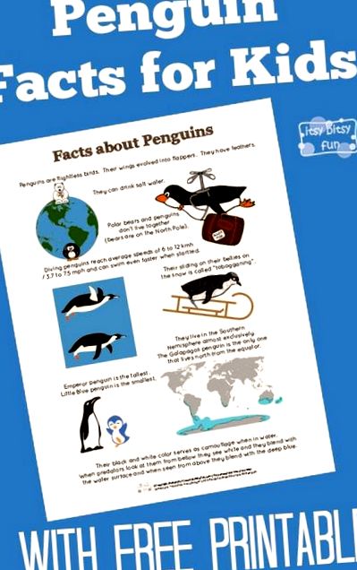 Fapte despre pinguini pentru copii