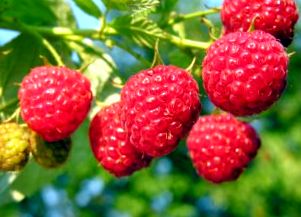 rasberry