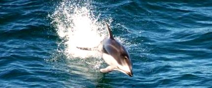 дельфінів