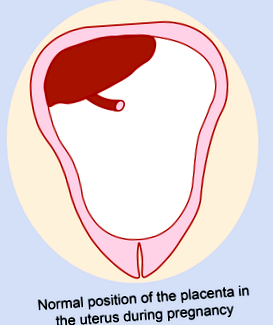 плацента