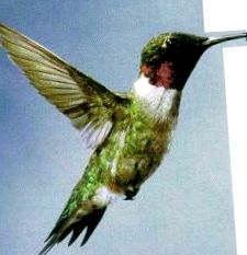 Защо бръмчи колибри
