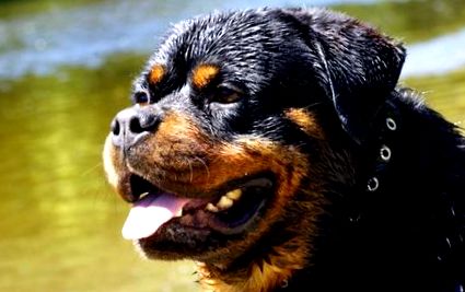 rottweiler-ul