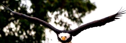 vulturul