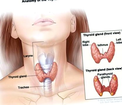 щитовидної залози
