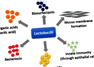 lactobacillus