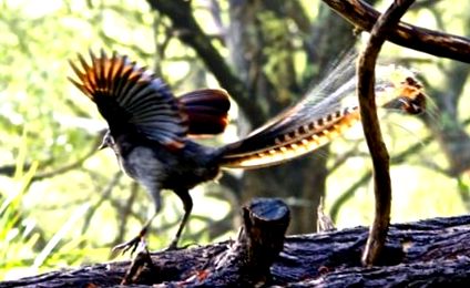 lyrebird