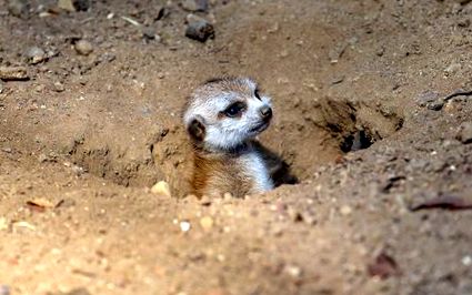 meerkat