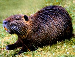 Nutria este