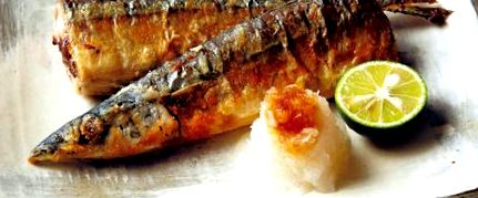 saury