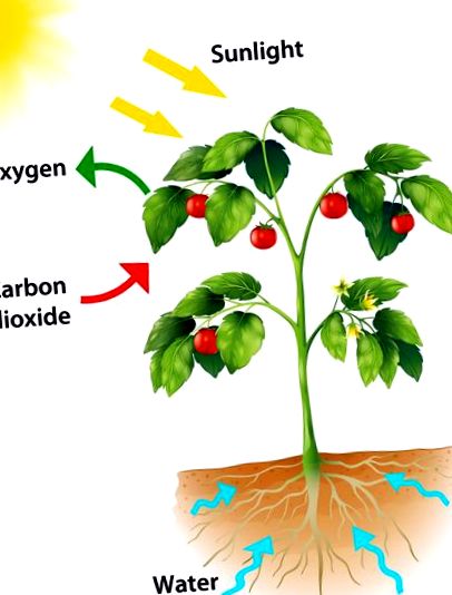fotosinteza