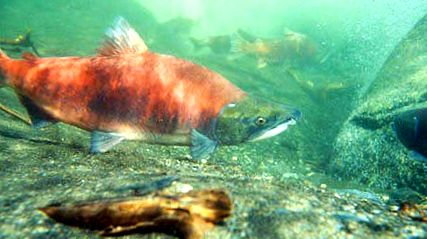 sockeye