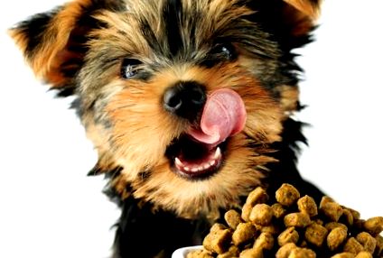 yorkie