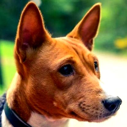 basenji