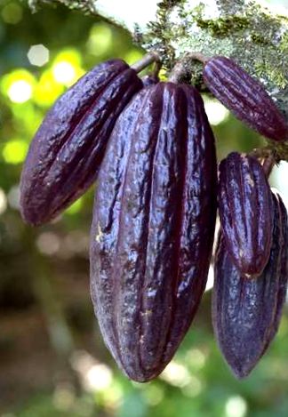 cacao