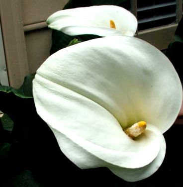 calla