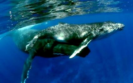 Balenele slabesc si nu se mai reproduc - Balenele pierd în greutate