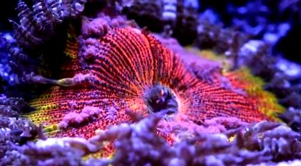 coralii