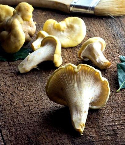 chanterelles