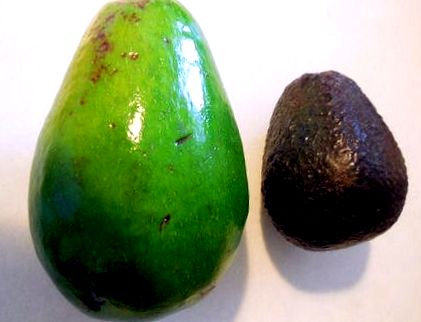 авокадо Haas