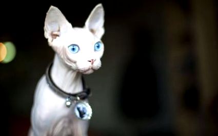 sphynx