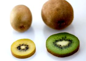 kiwi