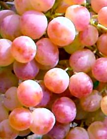 рожевий виноград