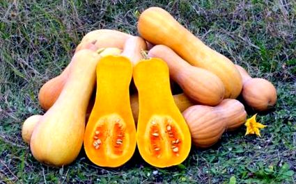 butternut