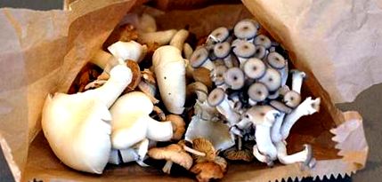 грибів