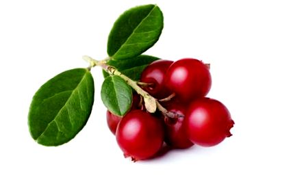 lingonberry