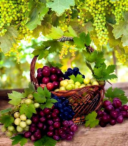A szőlő erős gyógyító hatással bír, és fogyni is segít | Hello Tesco