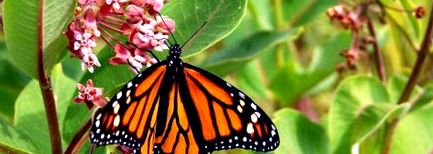 метеликів-монархів