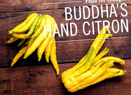 buddhas-hand-citron
