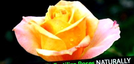 Розов тор: Съвети за избор на НАЙ-ДОБРИЯТ естествен тор за рози