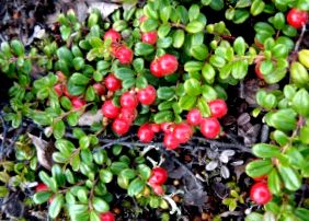 lingonberry