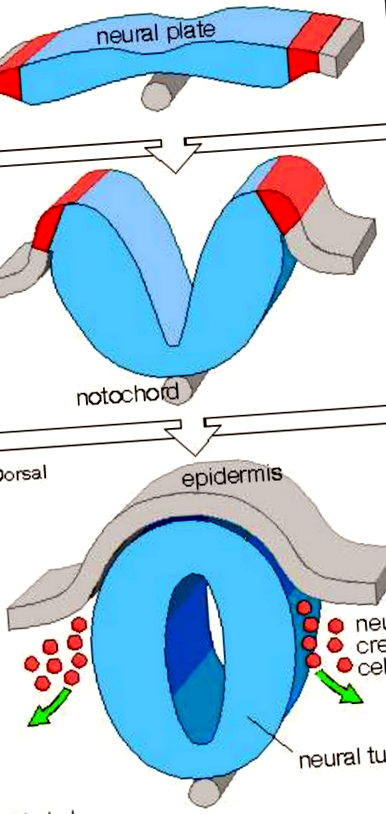 oculta