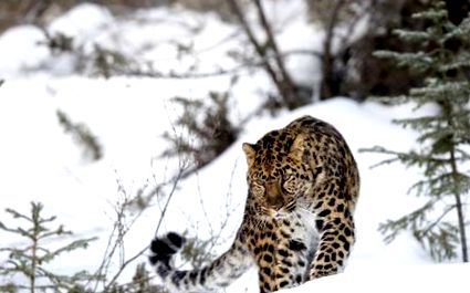 leopardul