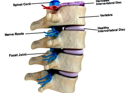 coloana vertebrală