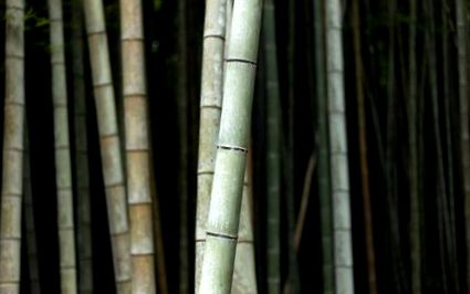 Bamboo Nutrition